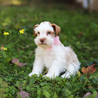 Sophie - Available 10/22
