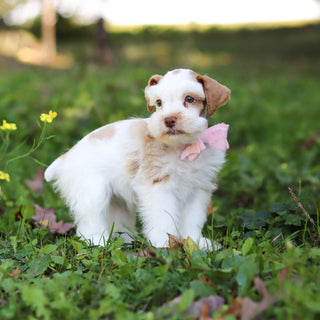 Sophie - Available 10/22