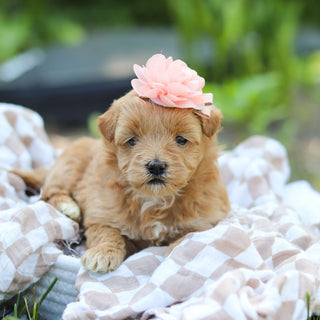 Penelope - Available 6/25