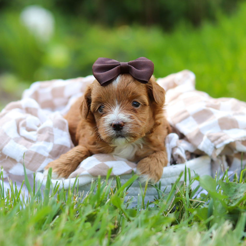 Peggy - Available 6/25