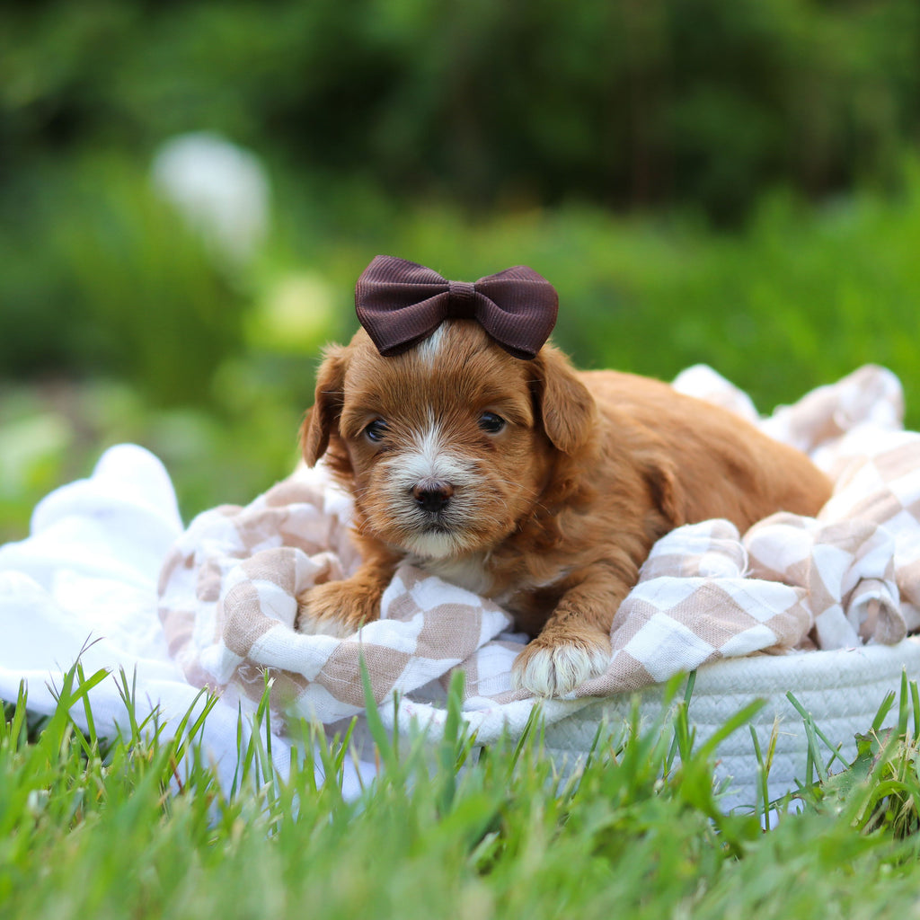 Peggy - Available 6/25