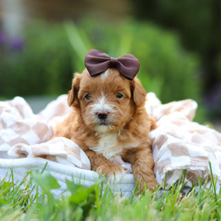 Peggy - Available 6/25