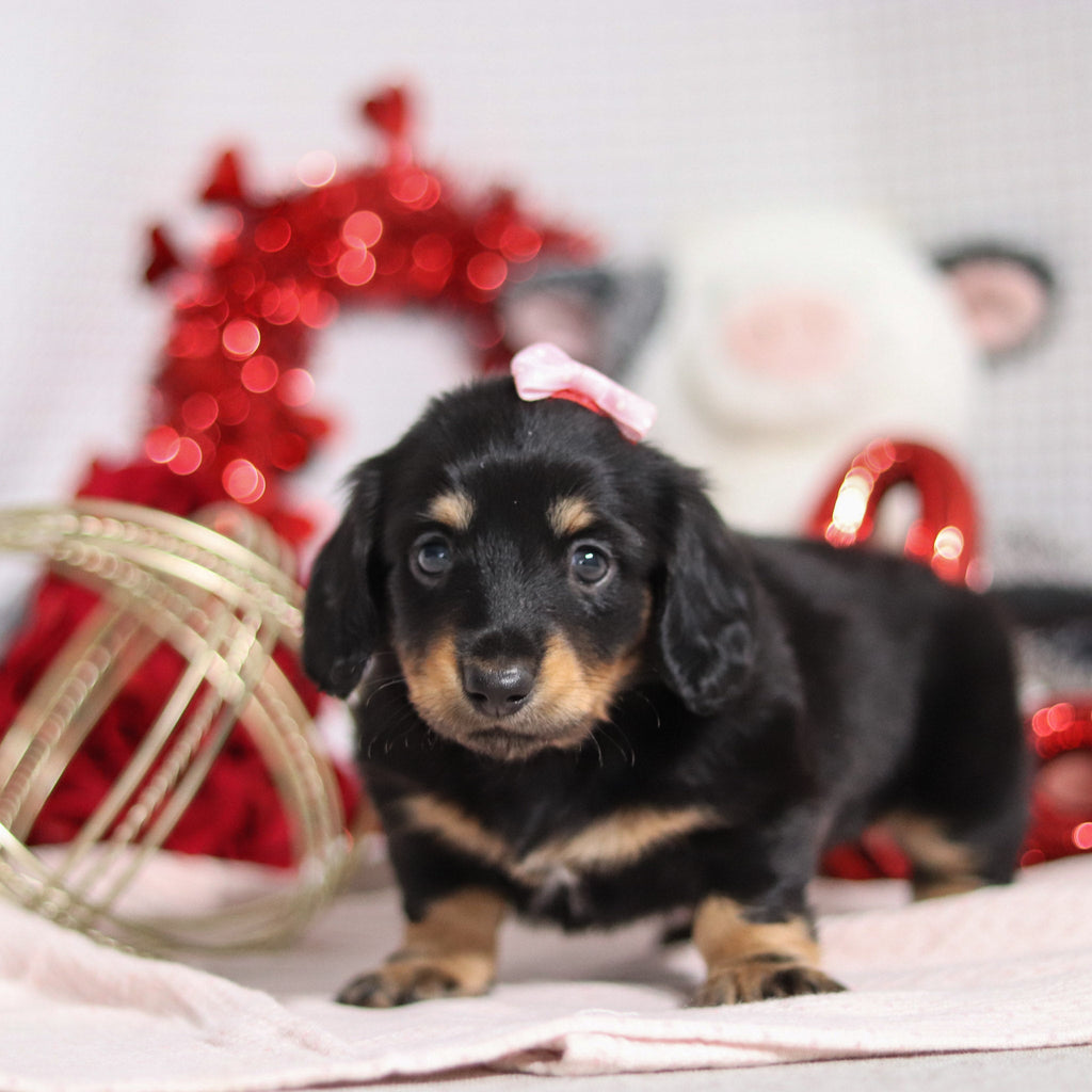 Banana - Available 2/26