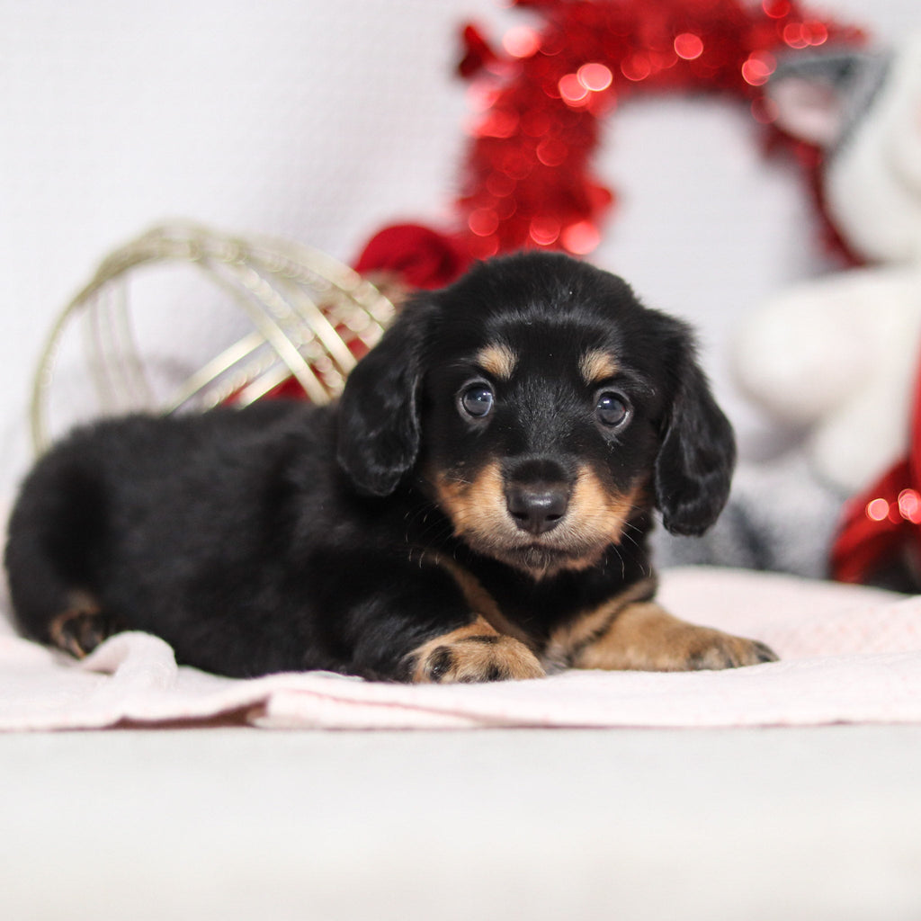 Banana - Available 2/26