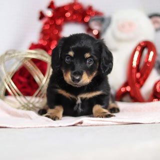 Banana - Available 2/26