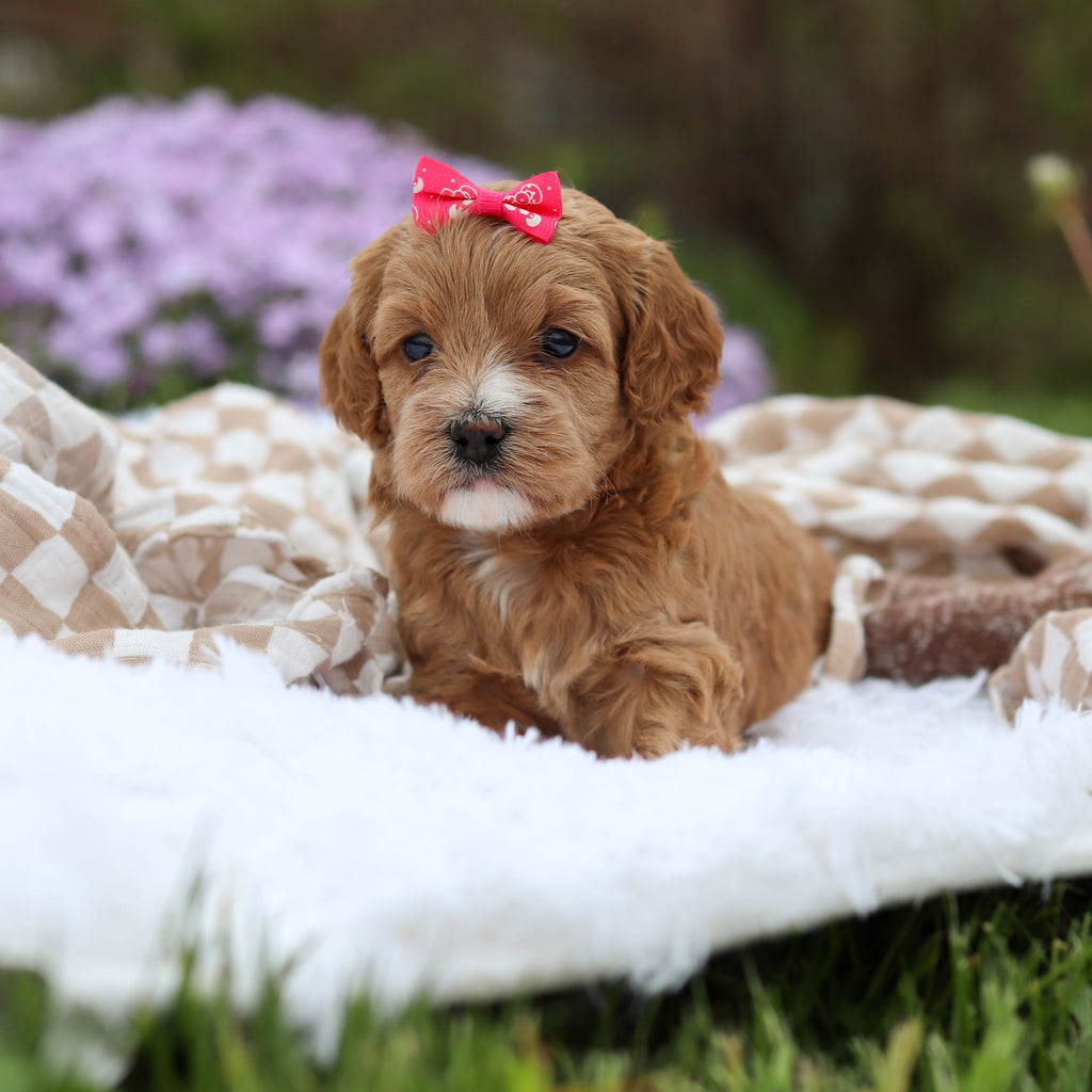 Amara - Available 5/21