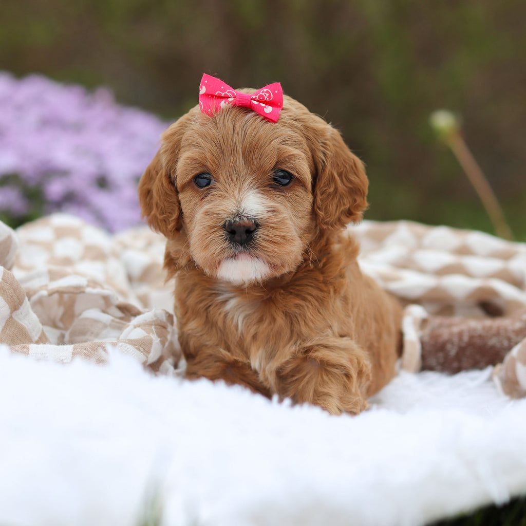 Amara - Available 5/21