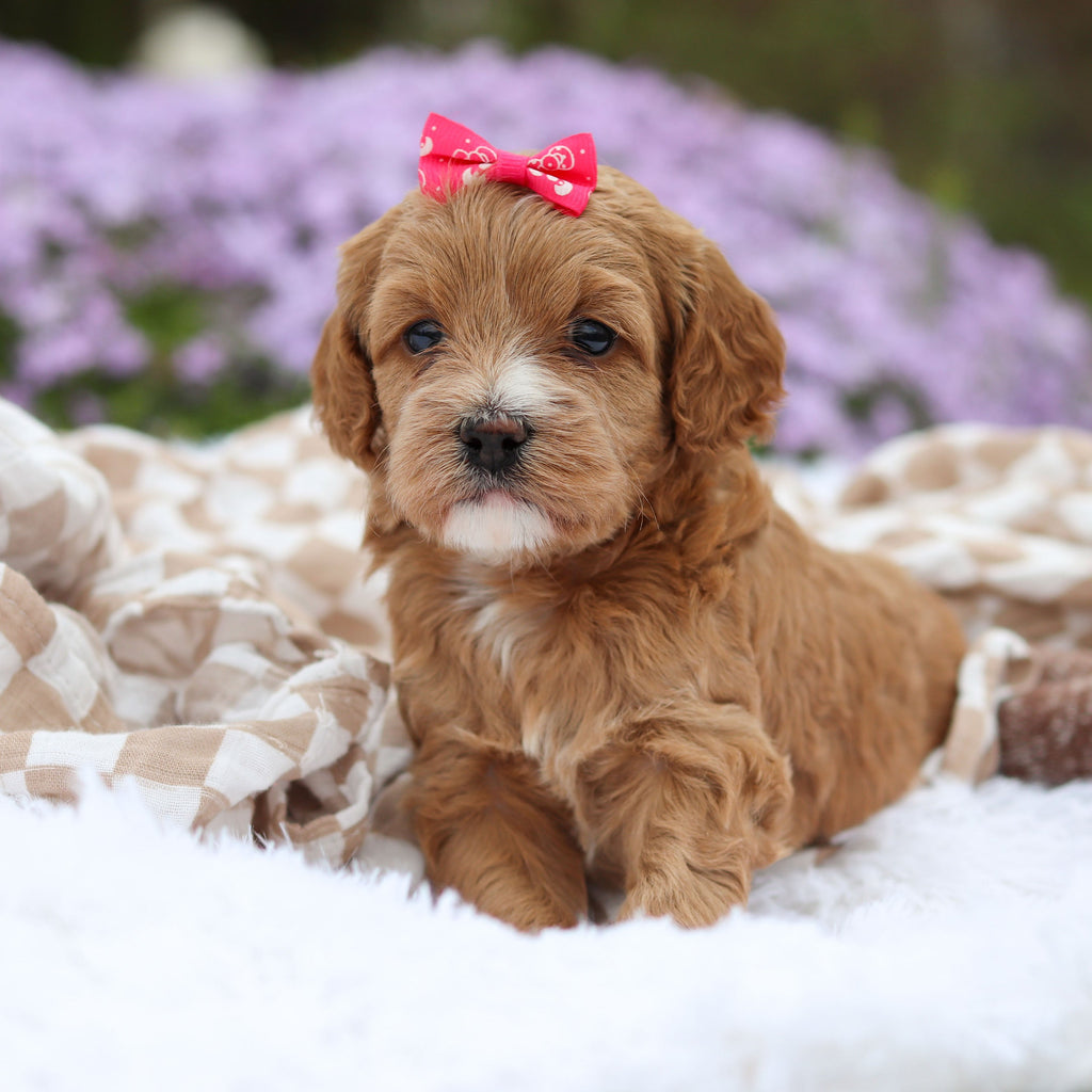 Amara - Available 5/21