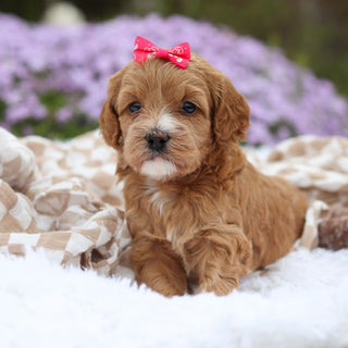 Amara - Available 5/21