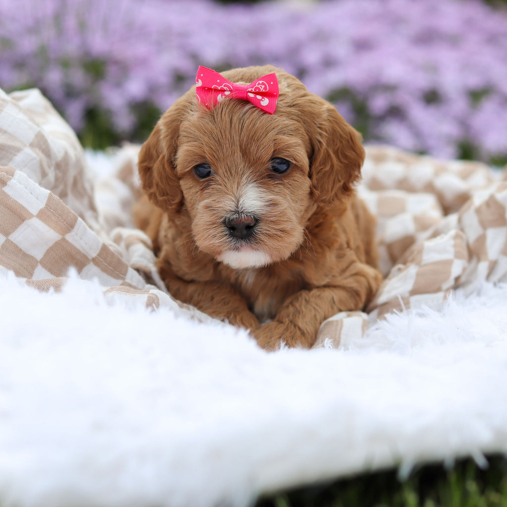 Amara - Available 5/21