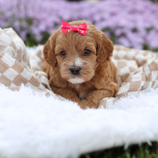 Amara - Available 5/21