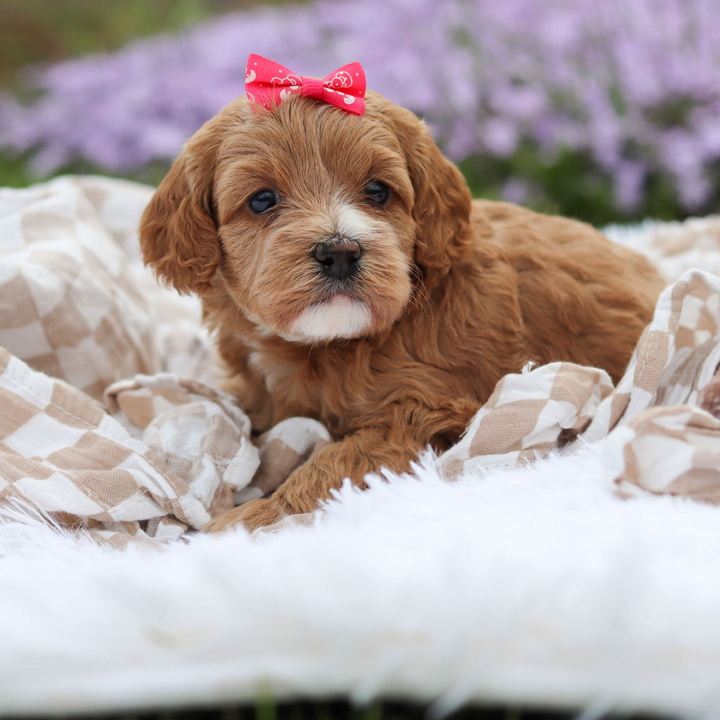 Amara - Available 5/21