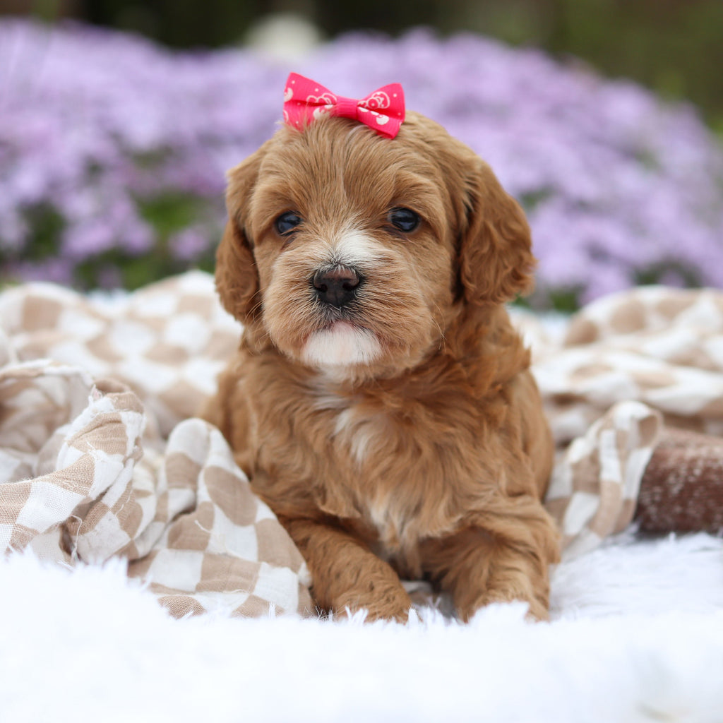 Amara - Available 5/21