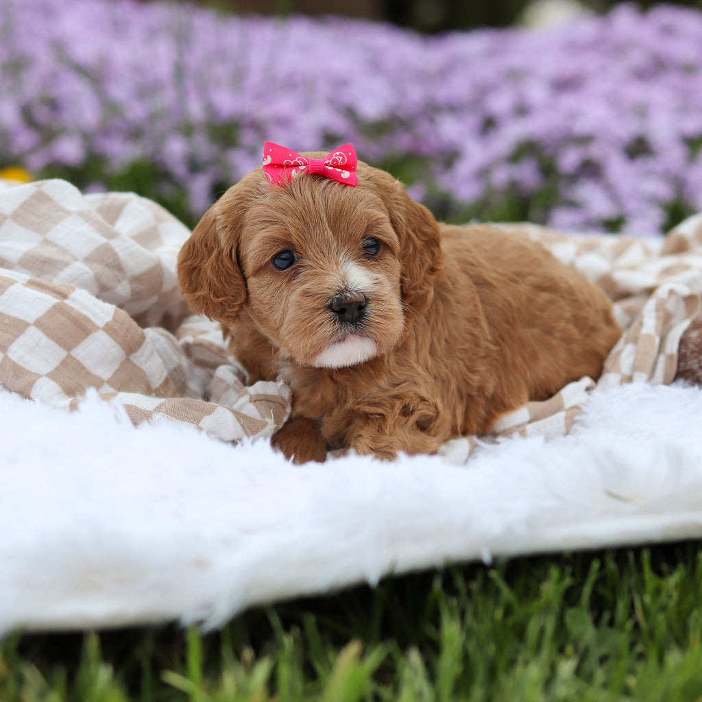 Amara - Available 5/21