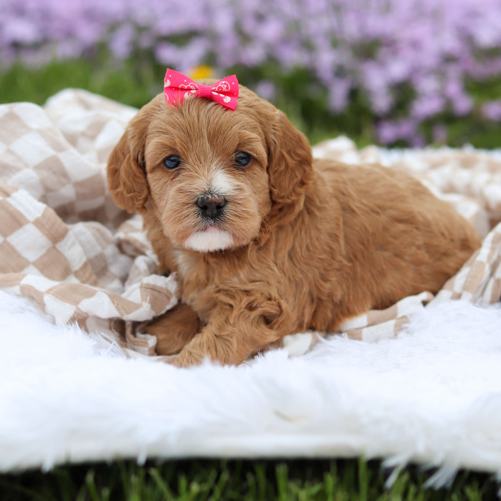 Amara - Available 5/21