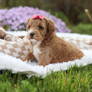 Aspen - Available 5/21