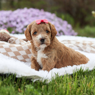 Aspen - Available 5/21