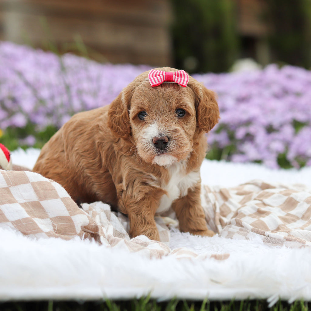 Aspen - Available 5/21