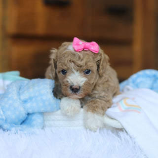 Toffee - Available 6/25