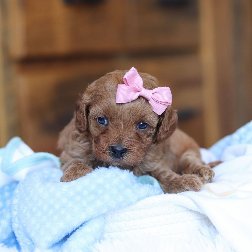 Tutu - Available 6/25