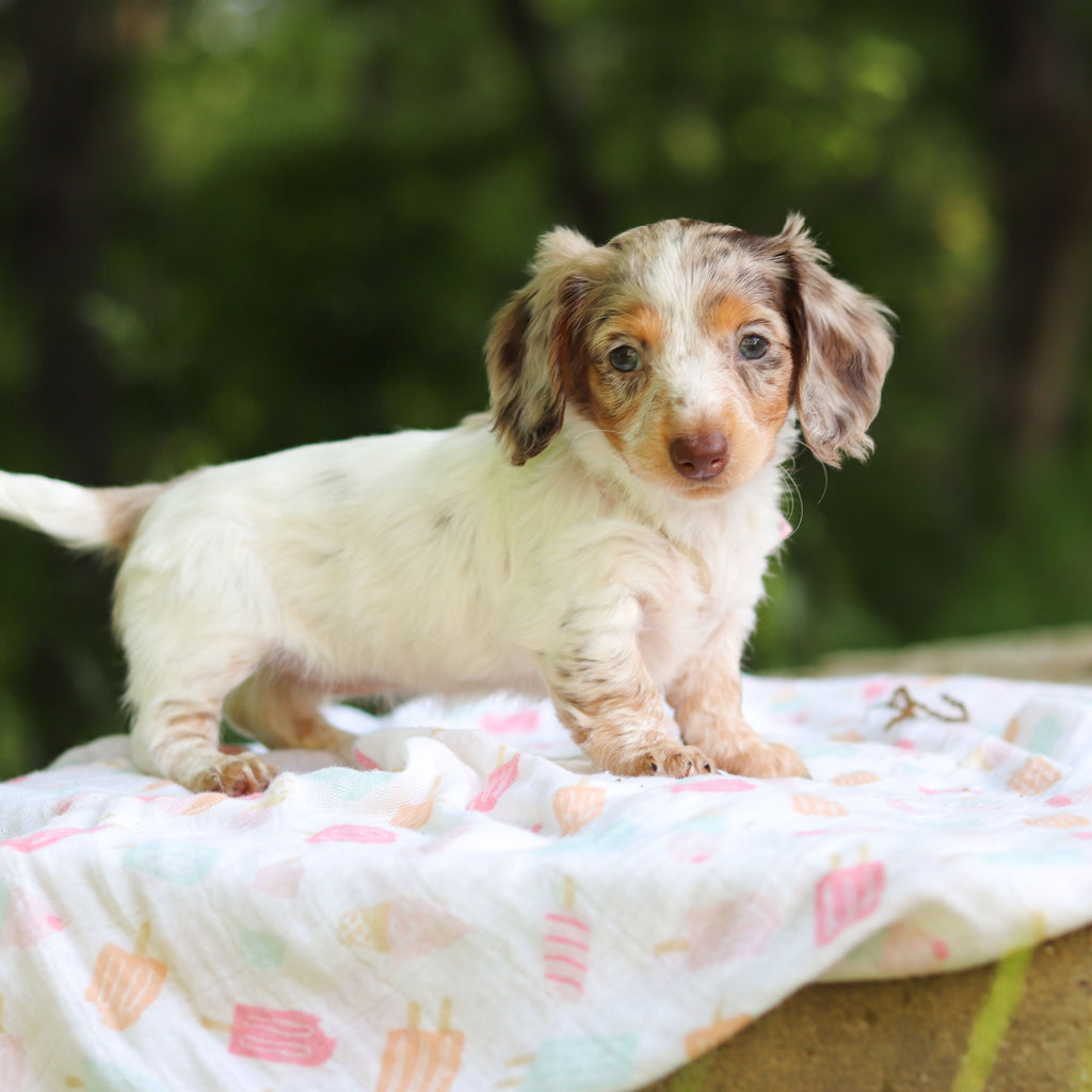 Didi - Available 6/4