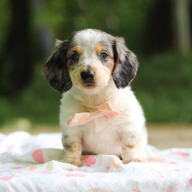 Dulce - Available 6/5