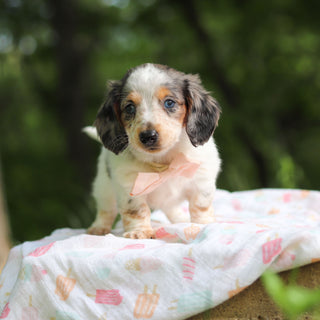Dulce - Available 6/4