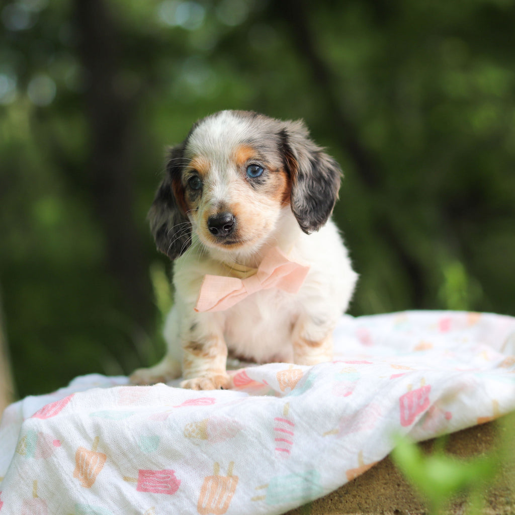 Dulce - Available 6/4