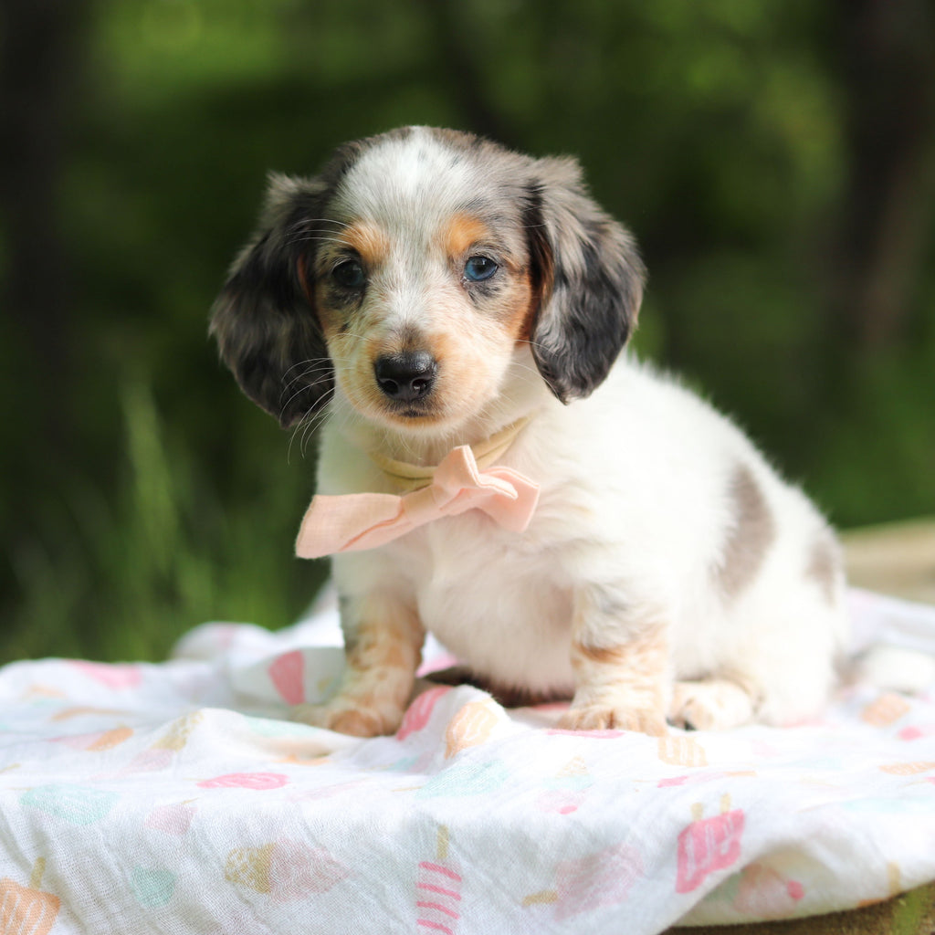 Dulce - Available 6/4