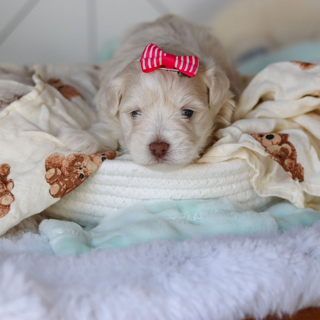 Ruth - Available 3/26