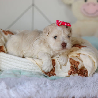 Ruth - Available 3/26