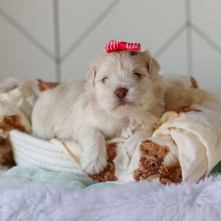 Ruth - Available 3/26