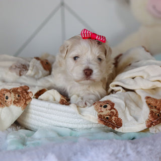 Ruth - Available 3/26