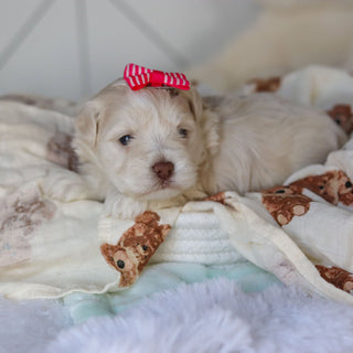 Ruth - Available 3/26