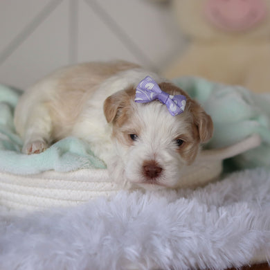 Rosemary - Available 3/26