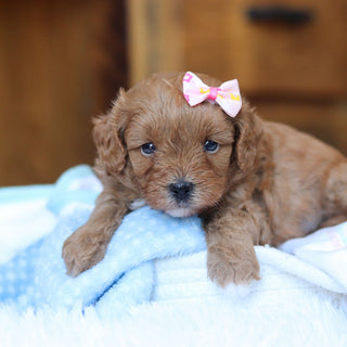 Tammy - Available 6/25