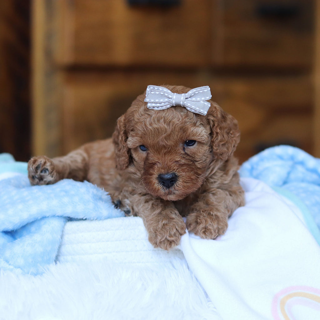 Tawny - Available Now