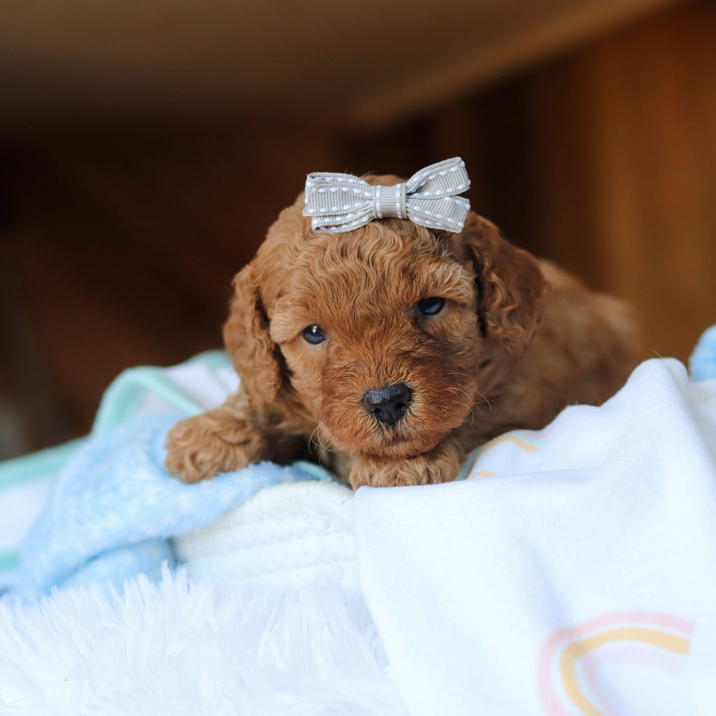 Tawny - Available Now