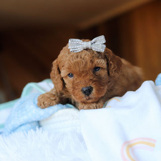 Tawny - Available 6/25