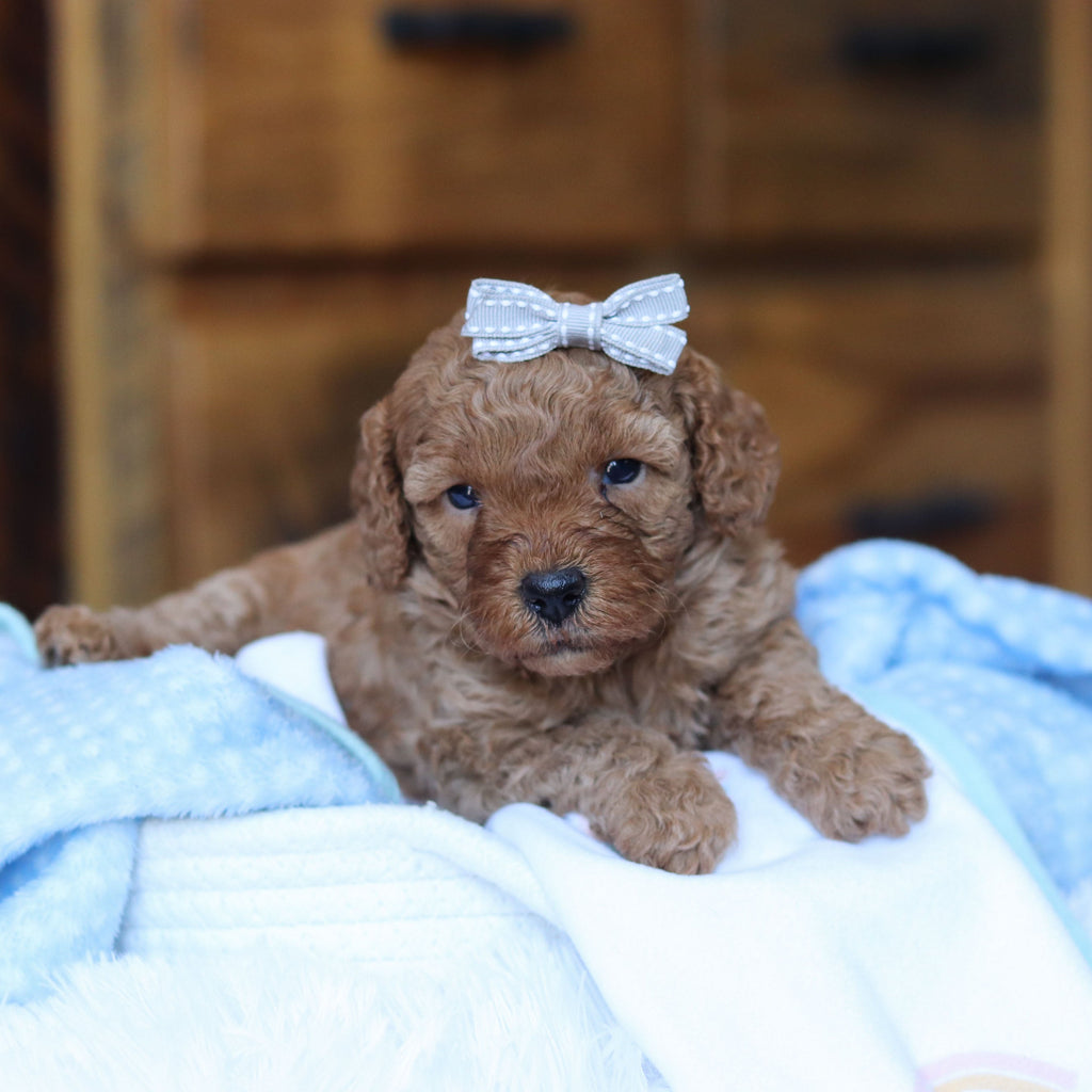Tawny - Available Now