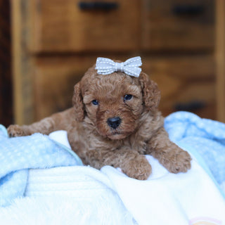 Tawny - Available 6/25