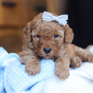 Tawny - Available Now