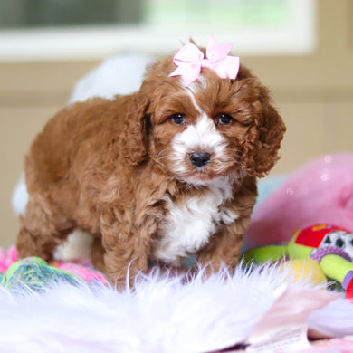 Waverly - Available 4/23