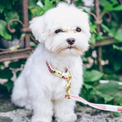 8 Week: Puppy Top Tier