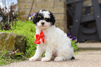 Danny - Available 5/7