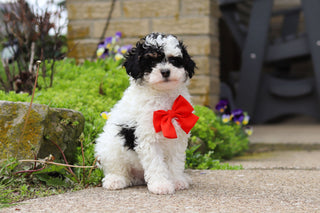 Danny - Available Now