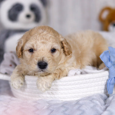 Leonardo - Available 4/2