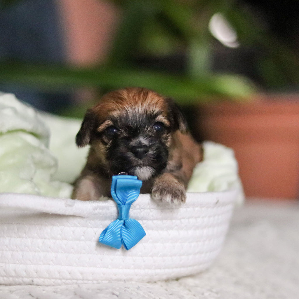 Pierre - Available 5/14
