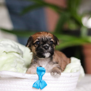 Pierre - Available 5/14