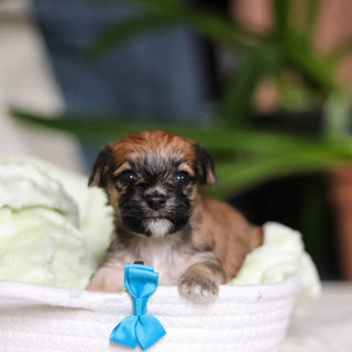 Pierre - Available 5/14